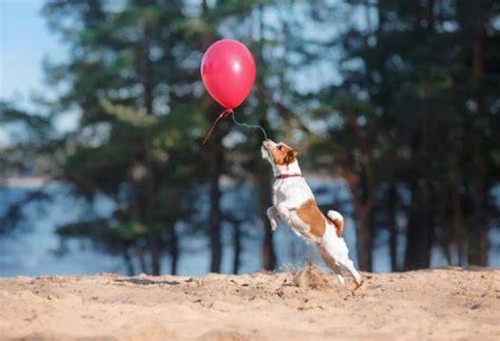 What if my puppy eats a balloon?