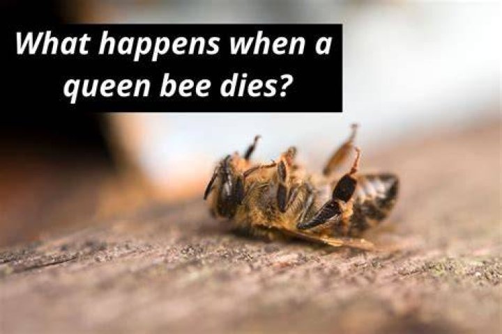 What if the queen bee dies?