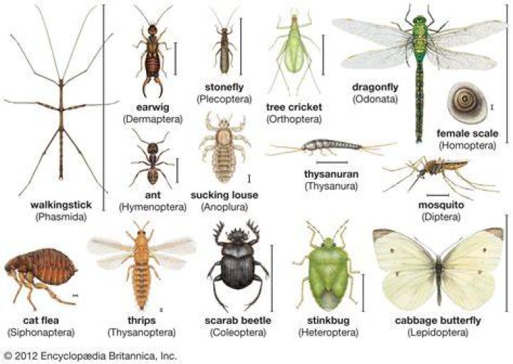 What insects have no purpose?