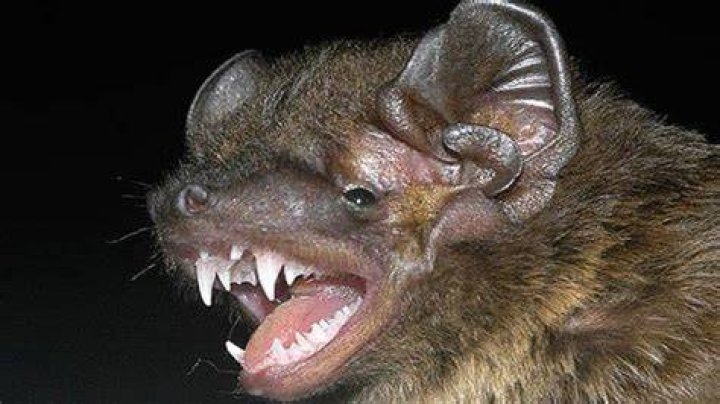 What is a bat sound like?