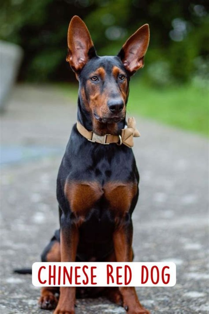 What is a Chinese Red dog?