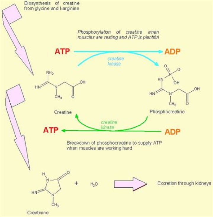 What is a creatine cycle?