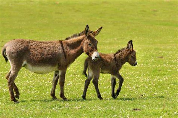 What is a donkey called?
