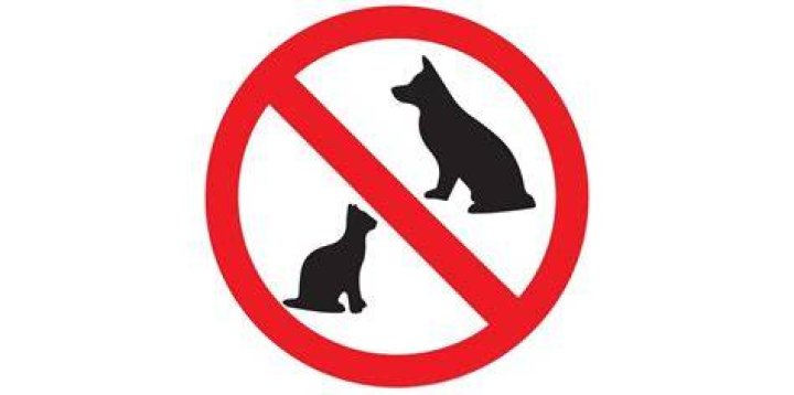 What is a good pet that is not a dog or cat?
