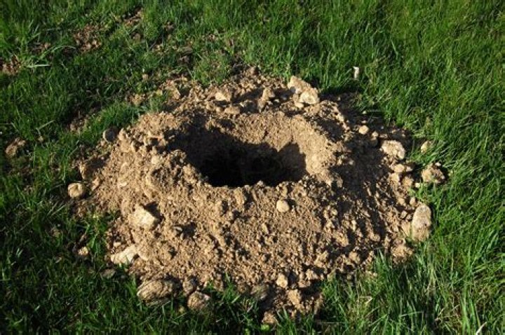 What is a gopher hole look like?