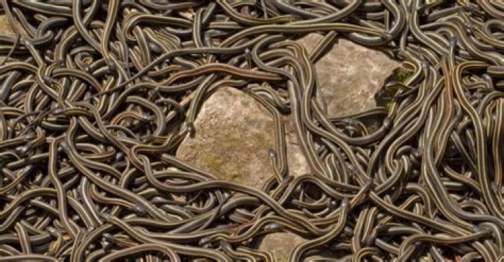 What is a group of snakes called?