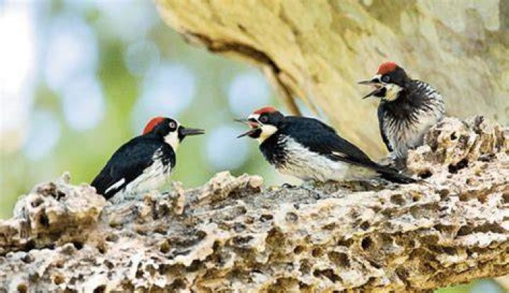 What is a group of woodpeckers called?