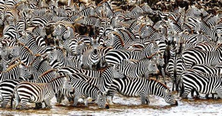 What is a group of zebras called?