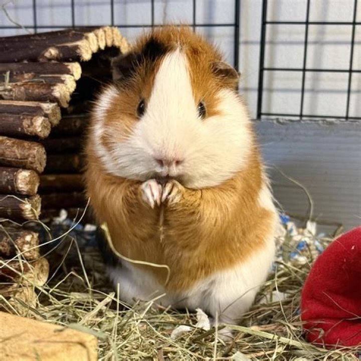 What is a guinea pig's favorite thing to do?