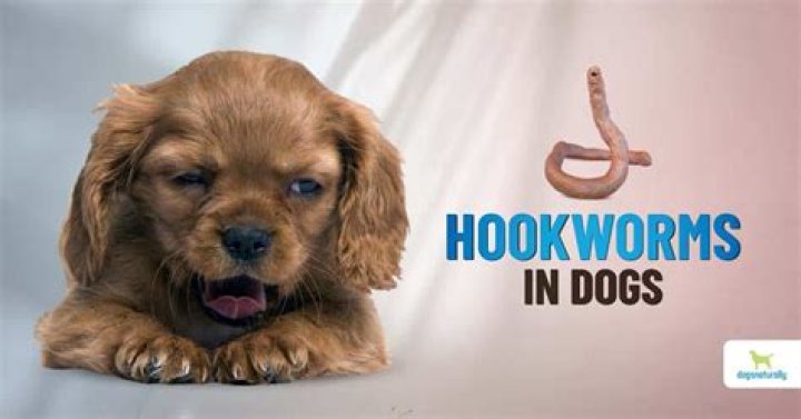 What is a home remedy to get rid of hookworms in dogs?