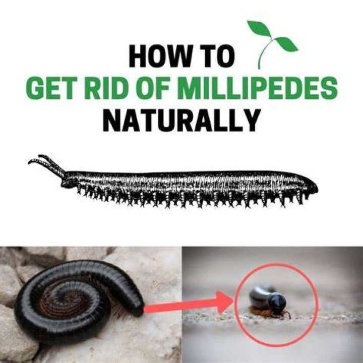 What is a home remedy to get rid of millipedes?