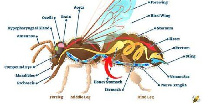What is a honey stomach?