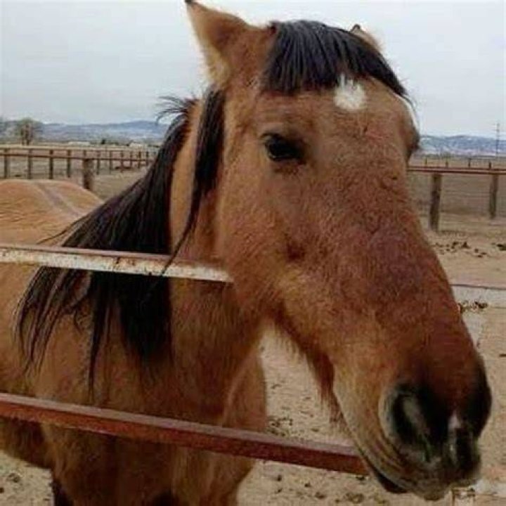 What is a horse's bangs called?