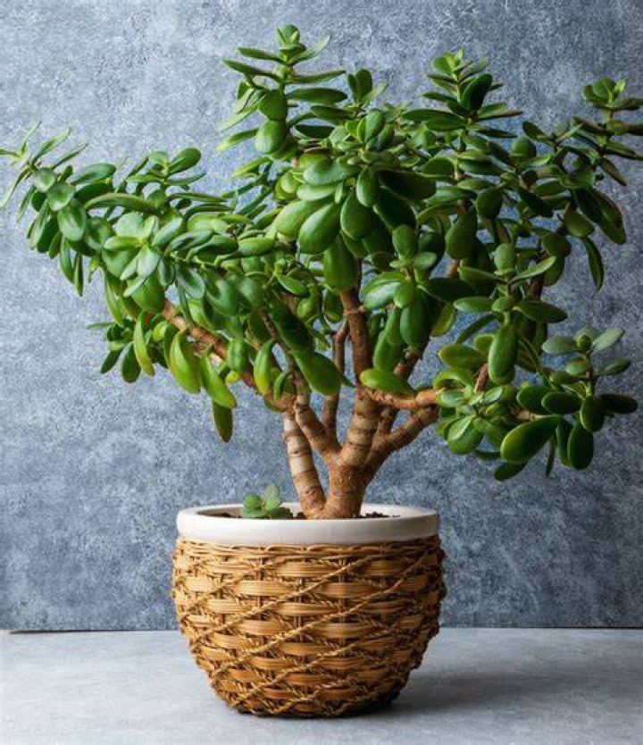 What is a jade plant good for?