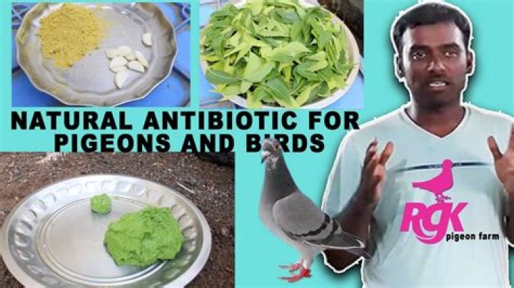What is a natural antibiotic for birds?