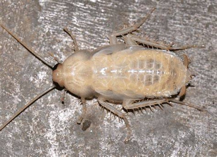 What is a pure white roach?