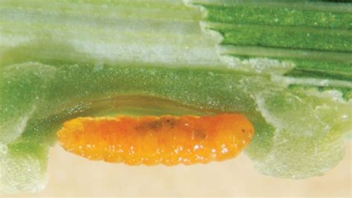 What is a saddle gall?