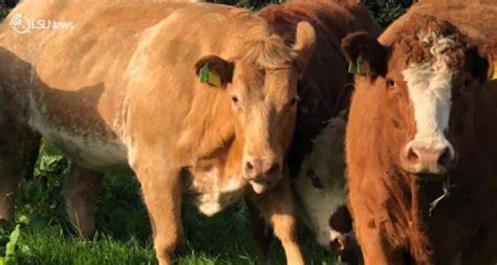 What is a springing heifer?