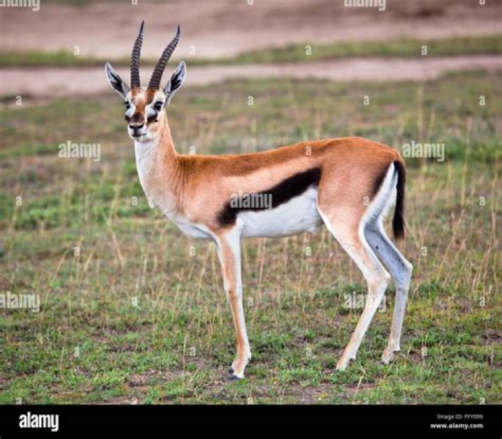 What is an African Gazelle?