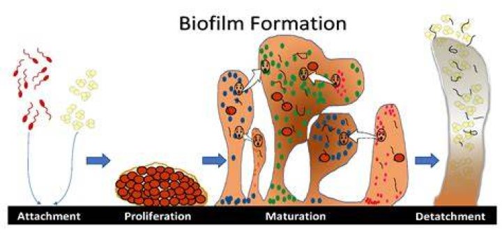 What is an example of a biofilm?
