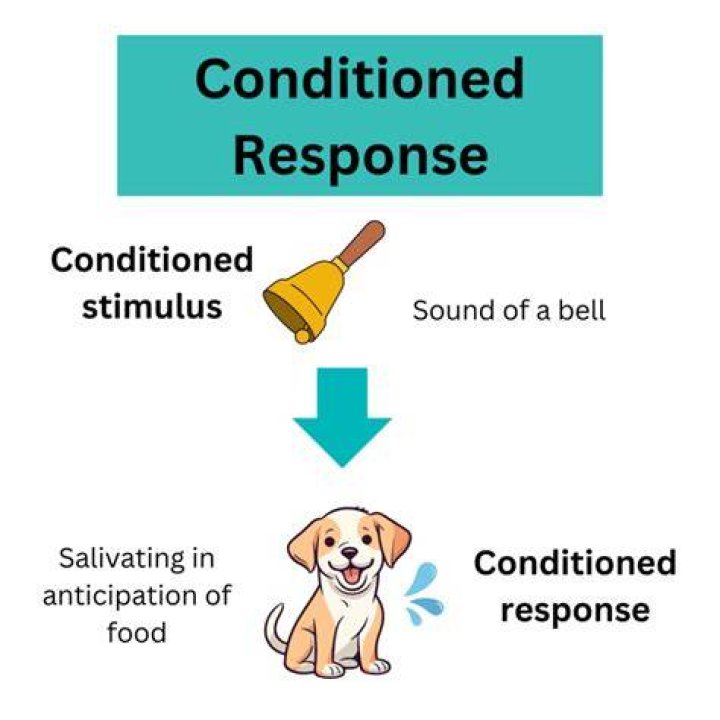 What is an example of a conditioned response?