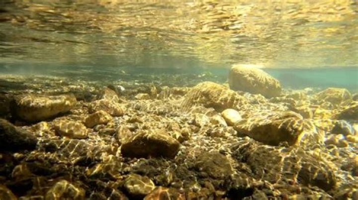 What is at the bottom of the Chicago River?