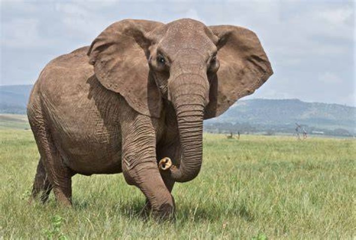 What is bigger than an elephant?