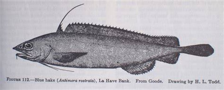What is blue hake?