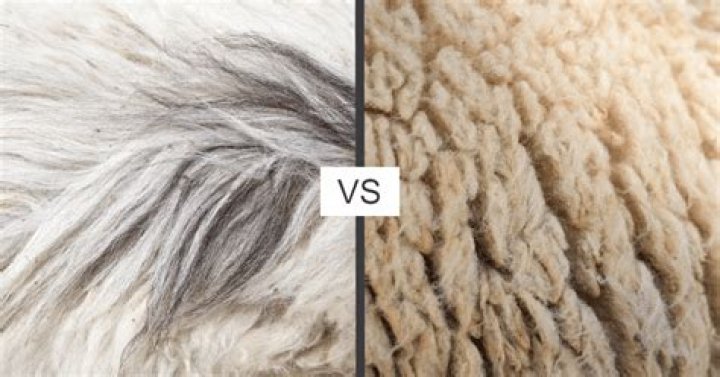 What is cashmere vs wool?