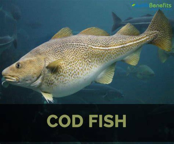 What is codfish real name?