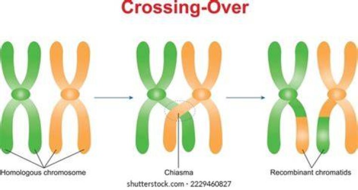 What is crossing over class 11th?