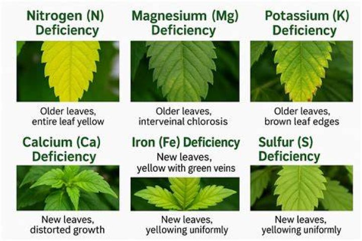 What is deficiency symptoms in plants?