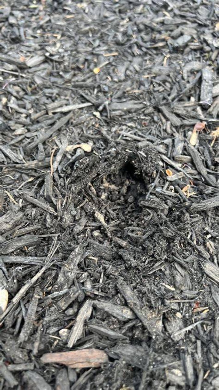 What is digging holes in my mulch at night?