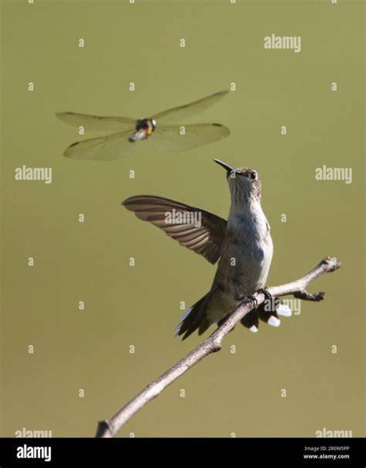 What is faster a hummingbird or a dragonfly?