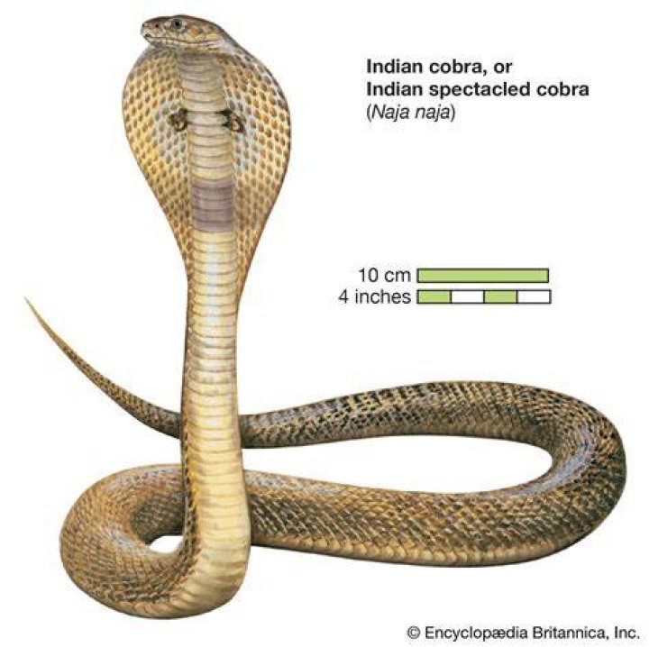 What is female cobra called?