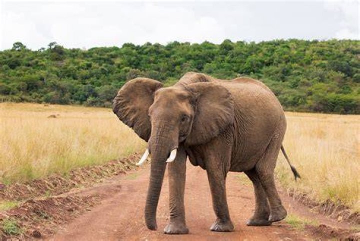What is female elephant called?