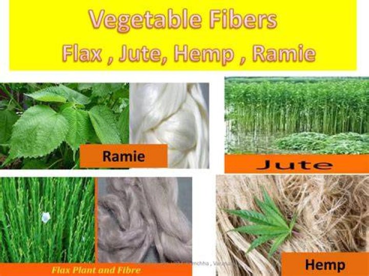 What is flax hemp?
