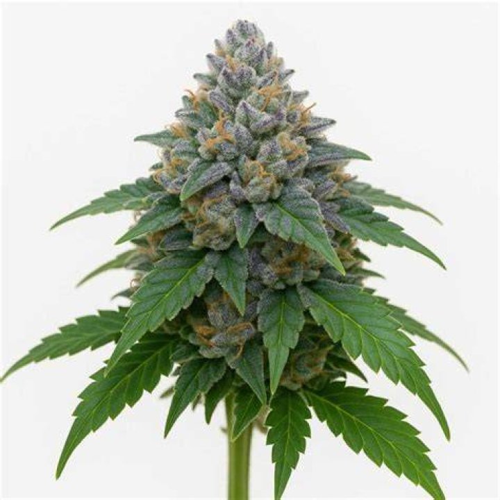 What is GMO strain?