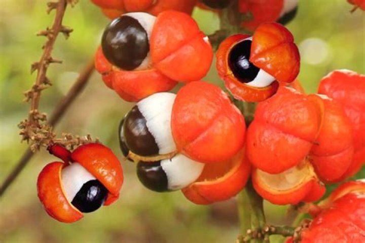 What is guarana do?
