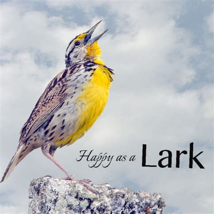 What is happy as a lark?
