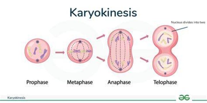 What is karyokinesis in biology class 11?