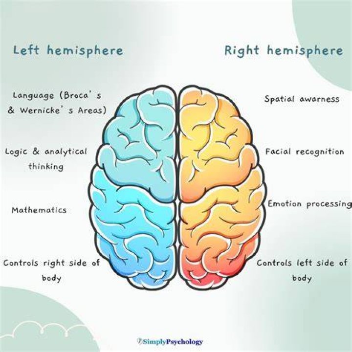 What is lateralization of the brain why it is important?