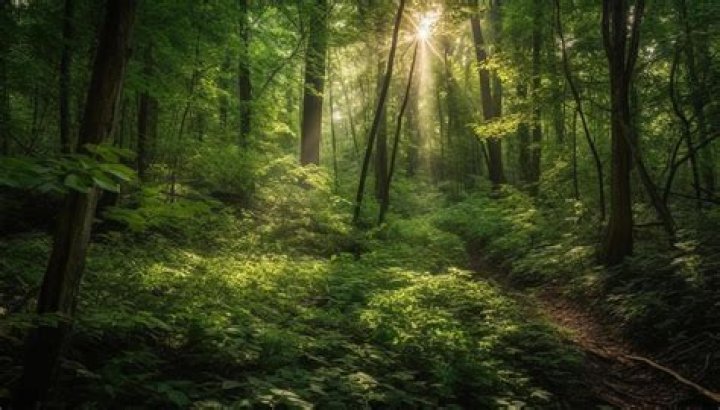 What is lush green?