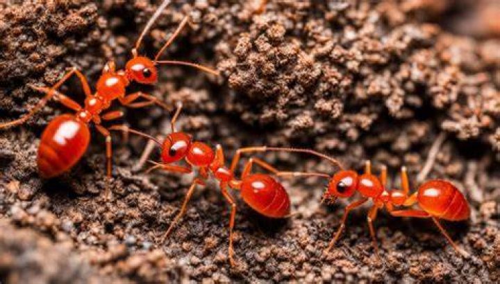 What is made of red ants?