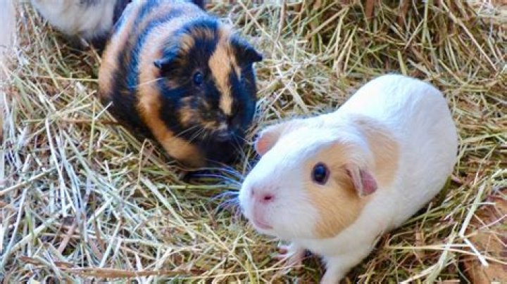 What is normal guinea pig behavior?