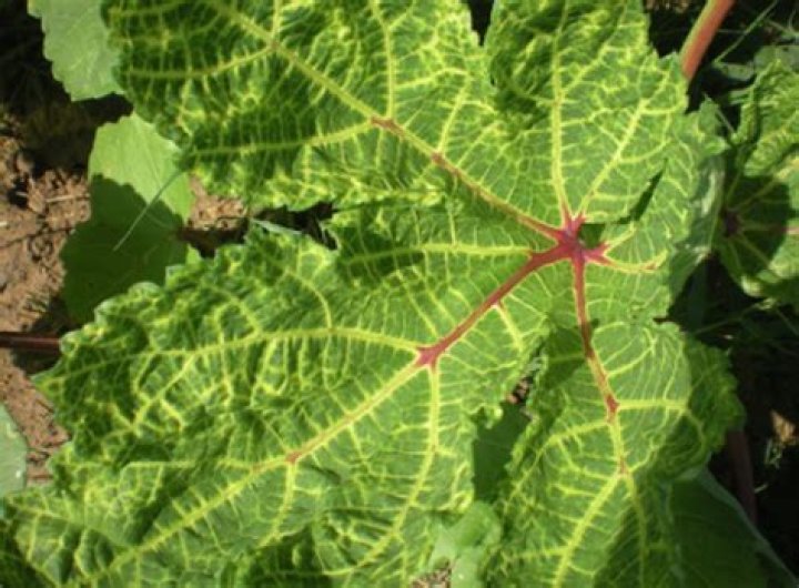 What is plant vein clearing?