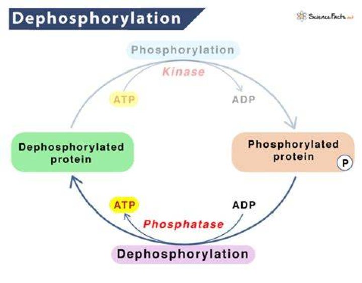 What is protein phosphorylation and dephosphorylation?