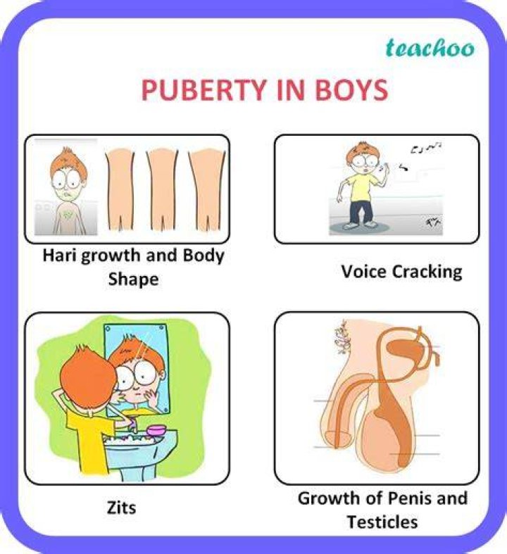 What is puberty Class 8 science?