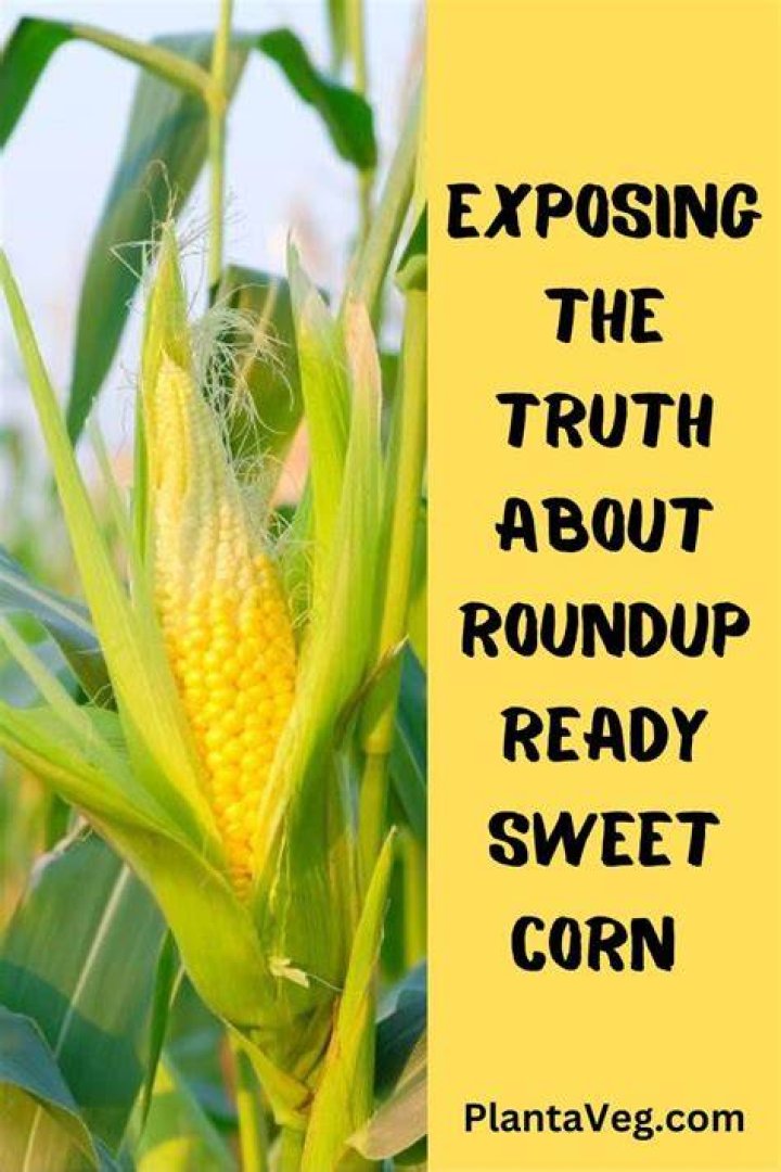 What is Roundup Ready corn controversy?