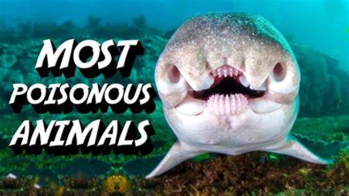 What is the 10 most poisonous animal in the world?